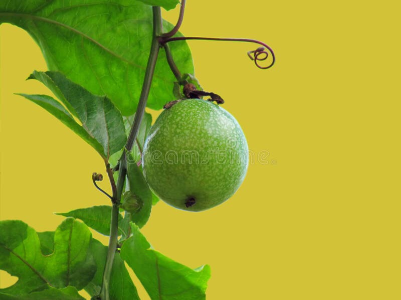 Passion Fruit, Jamaica honey-suckle or Yellow granadilla hang o stock images Passion Fruit, Jamaica honey-suckle or Yellow granadilla hang o stock images